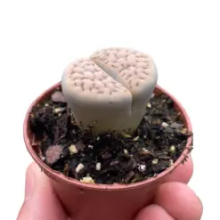 Lithop Living Stone Succ houseplant
