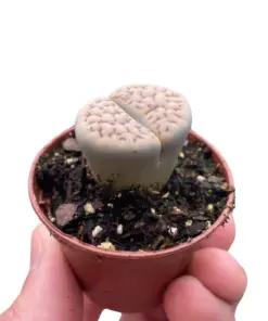 Lithop Living Stone Succ houseplant