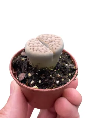 Lithop Living Stone Succ houseplant