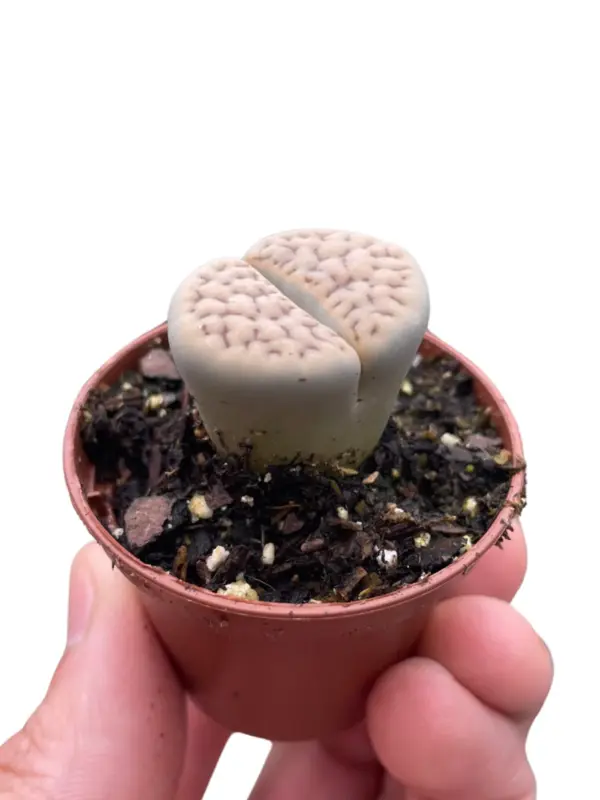 Lithop Living Stone Succ houseplant
