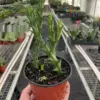 Starfish Cactus (Stapelia orbea variegata) Succ houseplant
