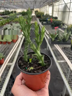 Starfish Cactus (Stapelia orbea variegata) Succ houseplant
