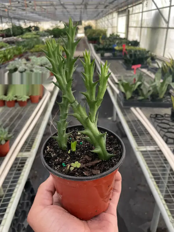 Starfish Cactus (Stapelia orbea variegata) Succ houseplant