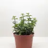 Succulent 'Elephant Bush' Portulacaria houseplant