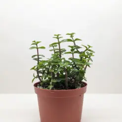 Succulent 'Elephant Bush' Portulacaria houseplant