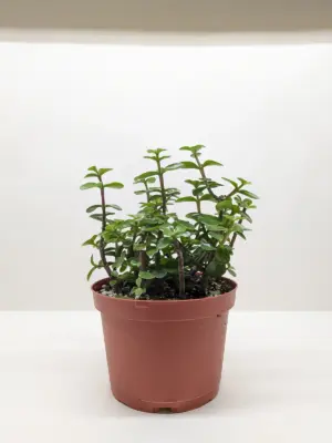 Succulent 'Elephant Bush' Portulacaria houseplant