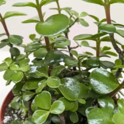 Succulent 'Elephant Bush' Portulacaria — additional view