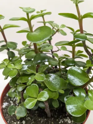 Succulent 'Elephant Bush' Portulacaria — additional view