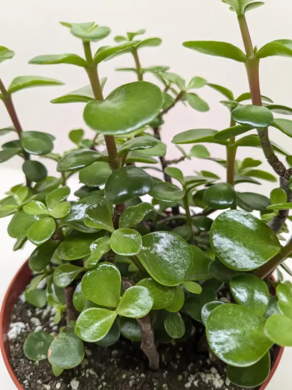 Succulent 'Elephant Bush' Portulacaria — additional view