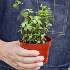 Succulent 'Elephant Bush' Portulacaria — held in hand for size reference
