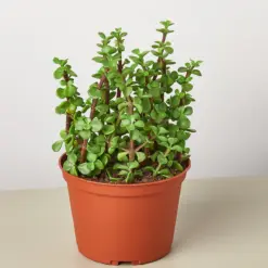 Succulent 'Elephant Bush' Portulacaria — additional view