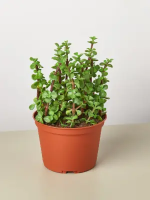 Succulent 'Elephant Bush' Portulacaria — additional view
