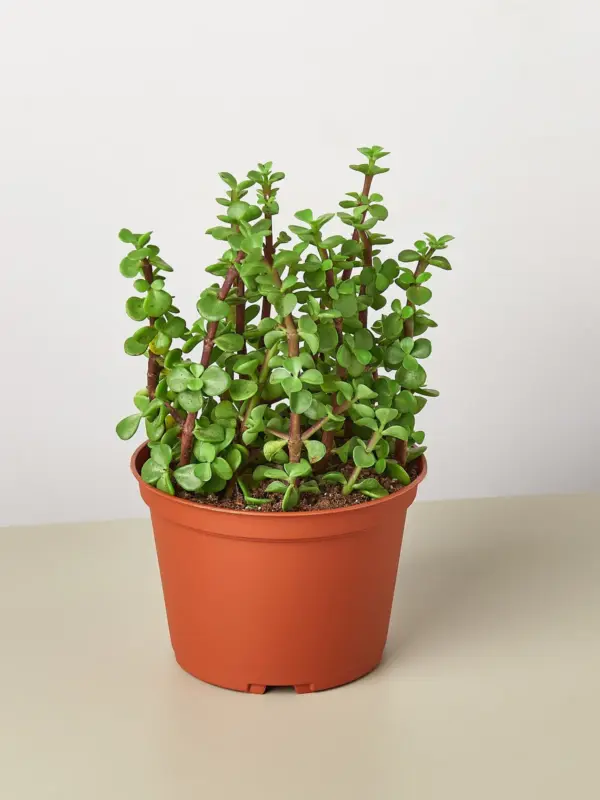 Succulent 'Elephant Bush' Portulacaria — additional view