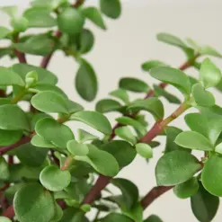 Succulent 'Elephant Bush' Portulacaria — leaf detail close-up