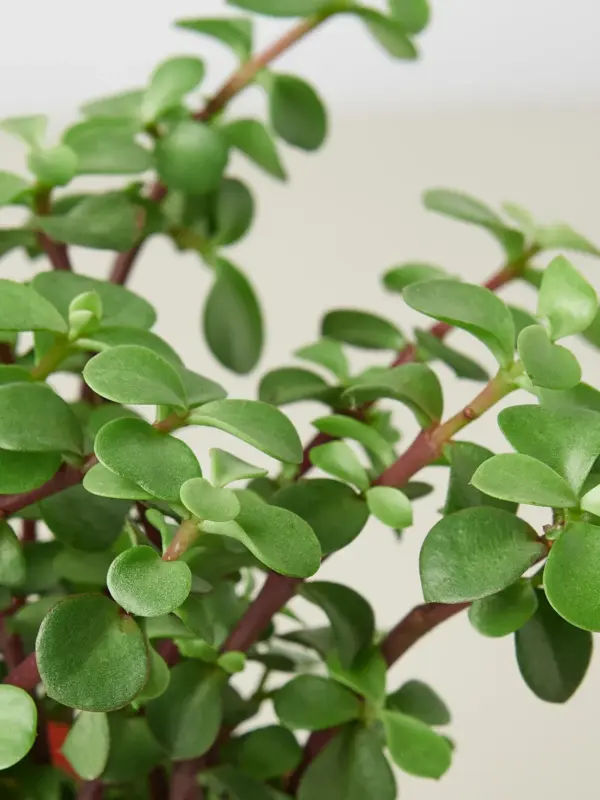 Succulent 'Elephant Bush' Portulacaria — leaf detail close-up