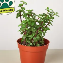 Succulent 'Elephant Bush' Portulacaria — additional view