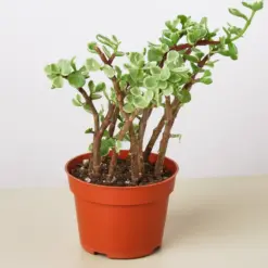 Succulent Portulacaria 'Rainbow Bush' houseplant