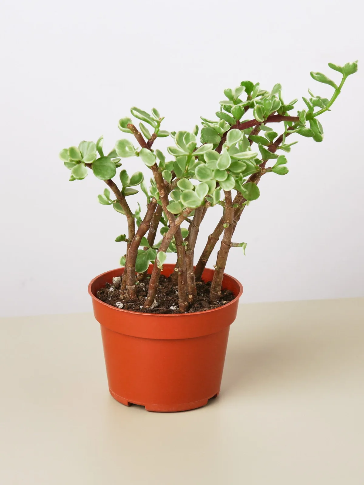 Succulent Portulacaria 