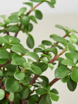 Succulent Portulacaria 'Rainbow Bush' — leaf detail close-up