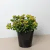 Sedum Little Miss Sunshine Succ houseplant