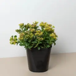 Sedum Little Miss Sunshine Succ houseplant