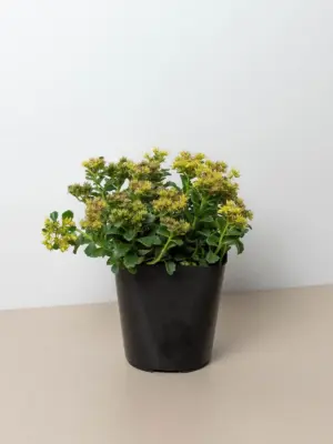 Sedum Little Miss Sunshine Succ houseplant