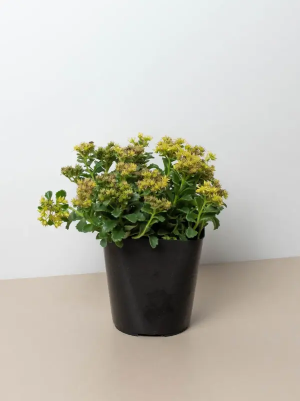 Sedum Little Miss Sunshine Succ houseplant