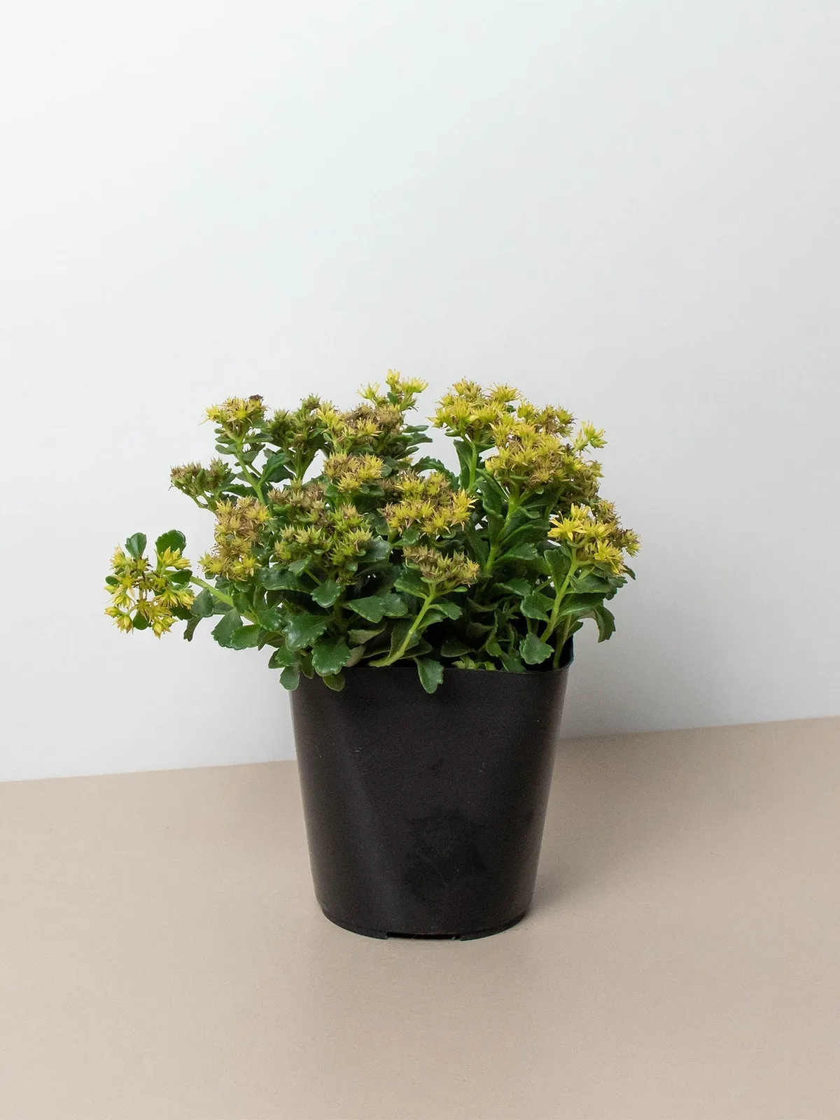 Sedum Little Miss Sunshine Succ houseplant