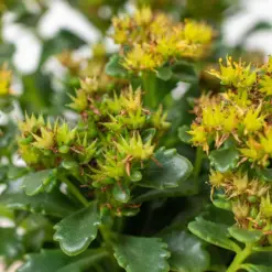 Sedum Little Miss Sunshine Succ — additional view