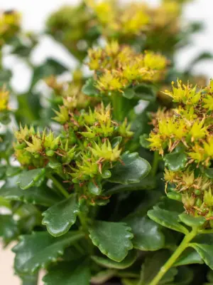 Sedum Little Miss Sunshine Succ — additional view