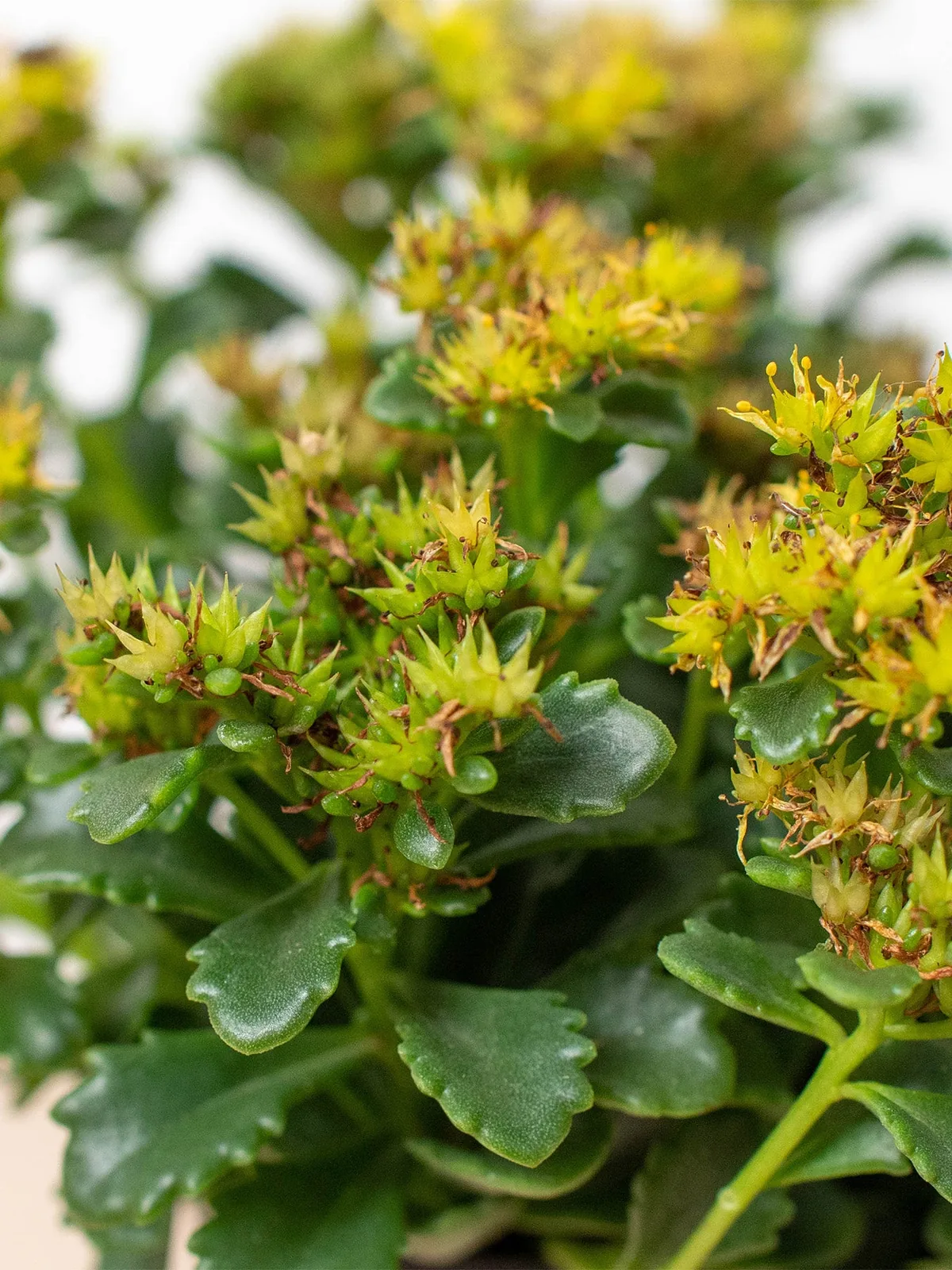 Sedum Little Miss Sunshine Succ — additional view