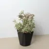 Sedum Tricolor Succ houseplant