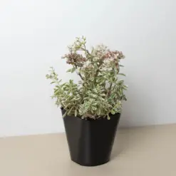 Sedum Tricolor Succ houseplant
