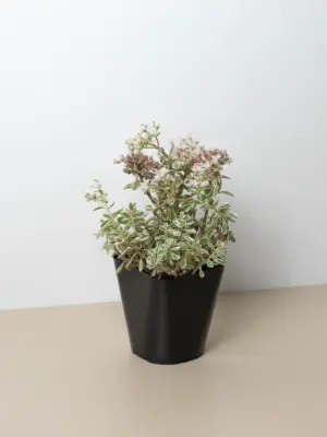 Sedum Tricolor Succ houseplant
