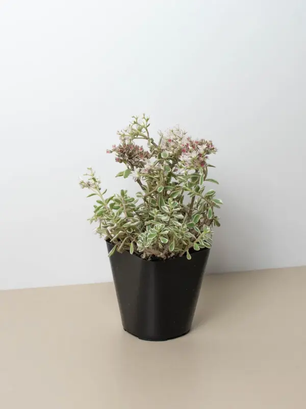 Sedum Tricolor Succ houseplant