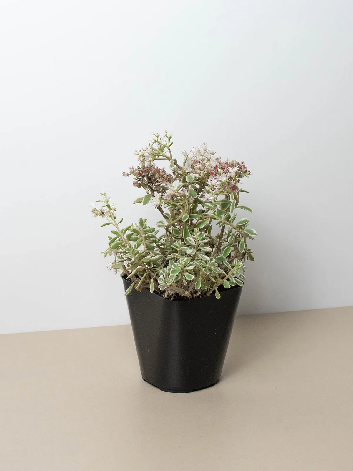 Sedum Tricolor Succ houseplant