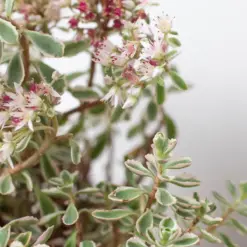 Sedum Tricolor Succ — additional view