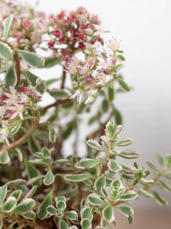 Sedum Tricolor Succ — additional view