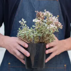 Sedum Tricolor Succ — additional view