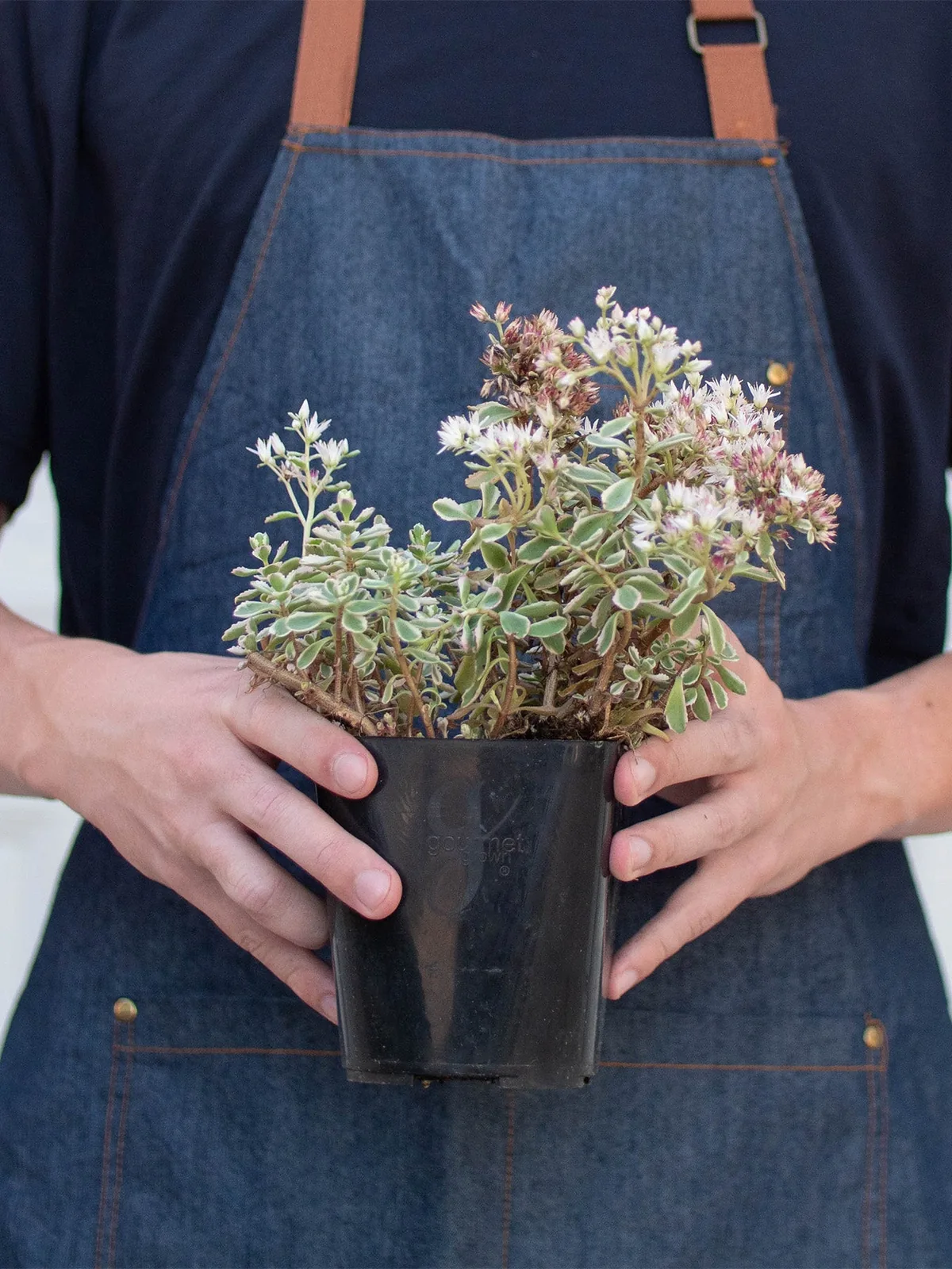 Sedum Tricolor Succ — additional view