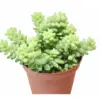 Sedum 'White Stone Crop' Succulent Stonecrop houseplant