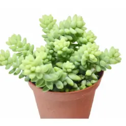 Sedum 'White Stone Crop' Succulent Stonecrop houseplant