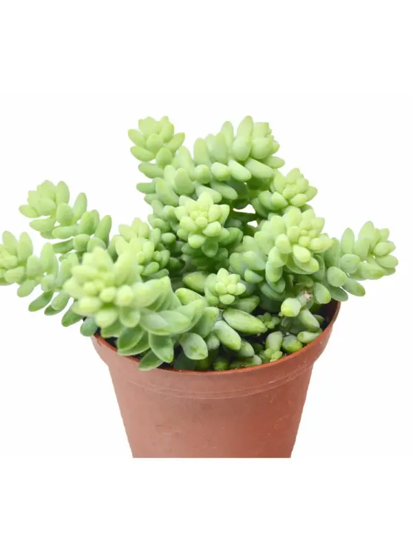 Sedum 'White Stone Crop' Succulent Stonecrop houseplant