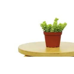 Sedum 'White Stone Crop' Succulent Stonecrop — additional view