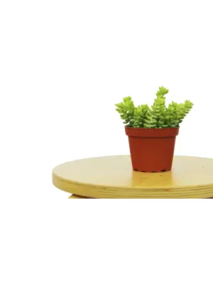 Sedum 'White Stone Crop' Succulent Stonecrop — additional view
