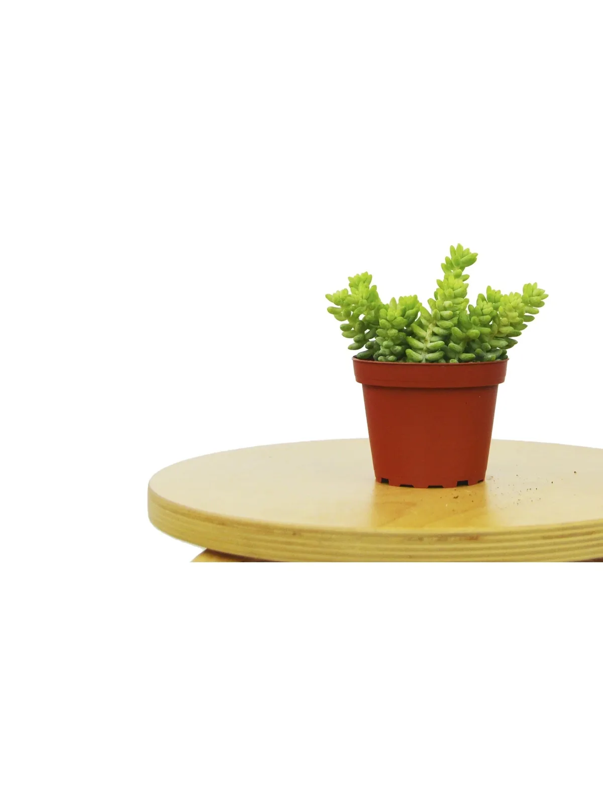 Sedum 