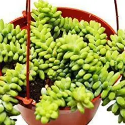 Sedum 'White Stone Crop' Succulent Stonecrop — additional view
