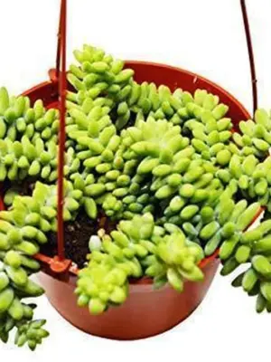 Sedum 'White Stone Crop' Succulent Stonecrop — additional view