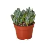 Blue Chalk Stick Succ Senecio Sticks houseplant