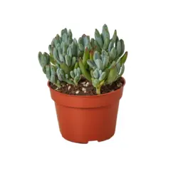 Blue Chalk Stick Succ Senecio Sticks houseplant